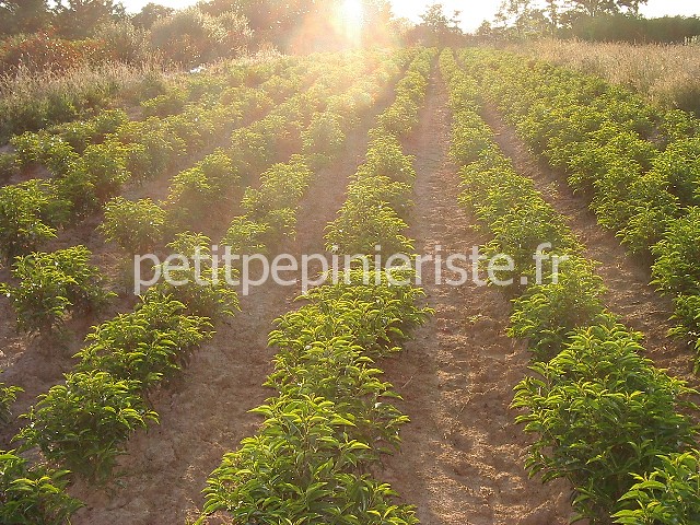 production de lauriers du portugal